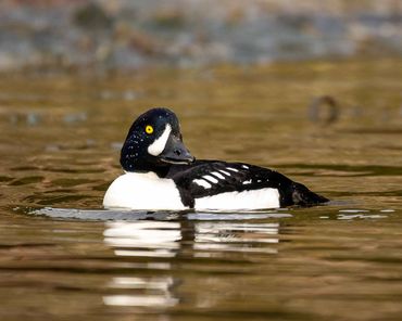 A black and white duck with a yellow eye swims in calm water.