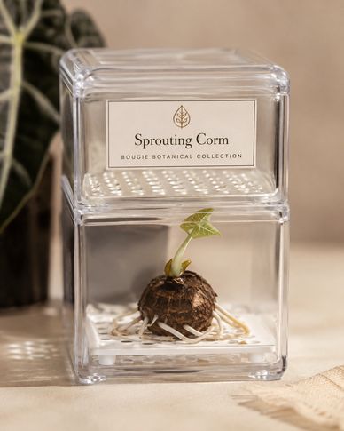 Sprouting corm in a clear container.