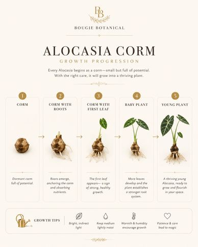 Stages of Alocasia corm growth from dormancy to young plant.