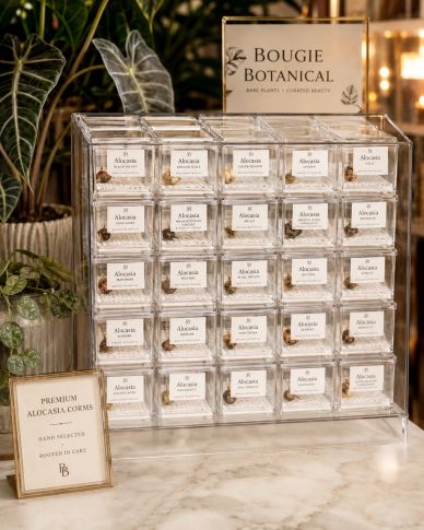Display of premium Alocasia corms in clear boxes.