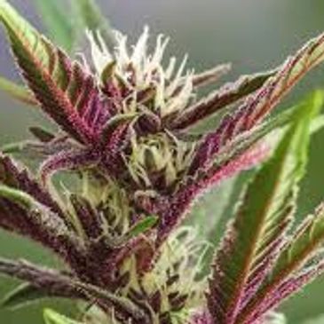 Cannabis bud