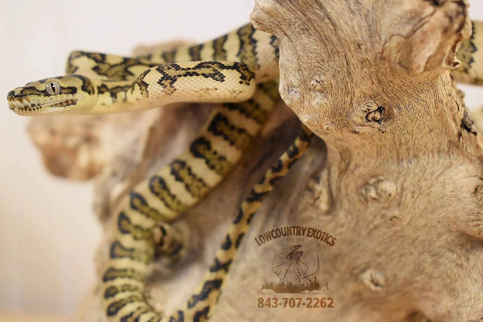 exotic-pets-for-sale-nc