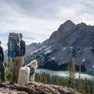 Pet First Aid and CPR training