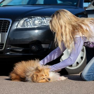 Do you know how to transport an injured animal