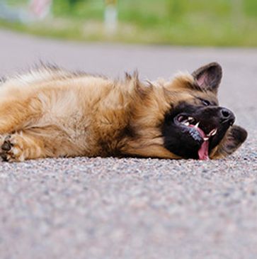 First Aid for injured pet dog cat
Pet First Aid and CPR Training