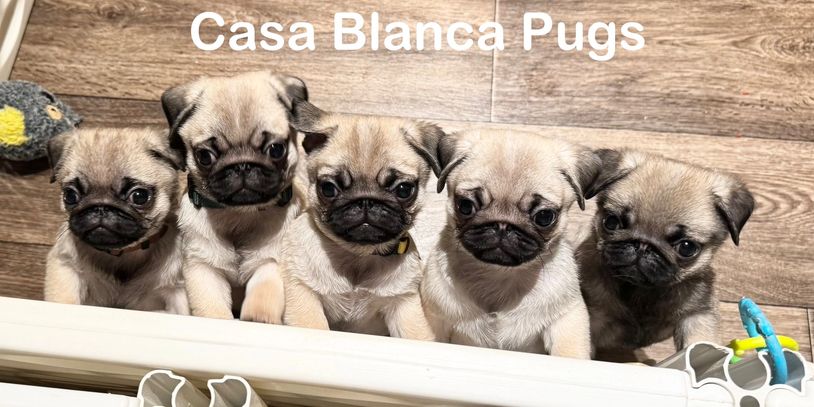 Sorry, no puppies available at this time.
