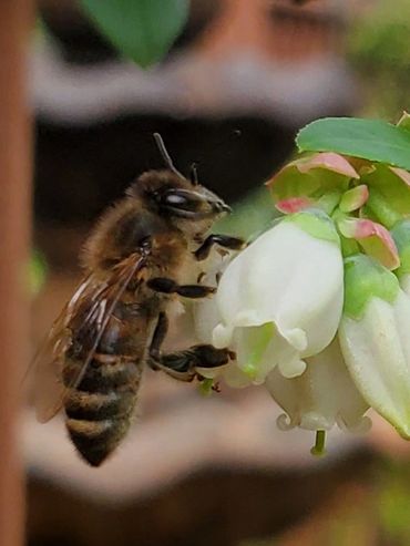 Honey Bee pollinating a blueberry flower.