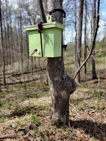 Honey Bee swarm trap on a tree.