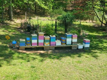 15 beehives in the Spring, under partial shade.