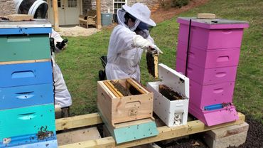 Tina installing a honey bee nuc into a 10 frame brood box.