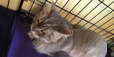 Nail Trim
Lion Cut
Nail Caps
Sanitary Trim
Belly Shave
Mats
Shedding
Hairballs
Mobile Cat Groomer
