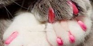 Nail Trim
Lion Cut
Nail Caps
Sanitary Trim
Belly Shave
Mats
Shedding
Hairballs
Mobile Cat Groomer