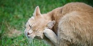 Nail Trim
Lion Cut
Nail Caps
Sanitary Trim
Belly Shave
Mats
Shedding
Hairballs
Mobile Cat Groomer