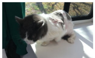 Gloria cat Toby