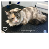 Missy - after groom