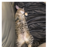 Sean A cat
