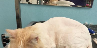 Nail Trim
Lion Cut
Nail Caps
Sanitary Trim
Belly Shave
Mats
Shedding
Hairballs
Mobile Cat Groomer