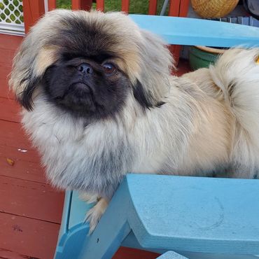 ANNIE daughter of Kona and Peeka.