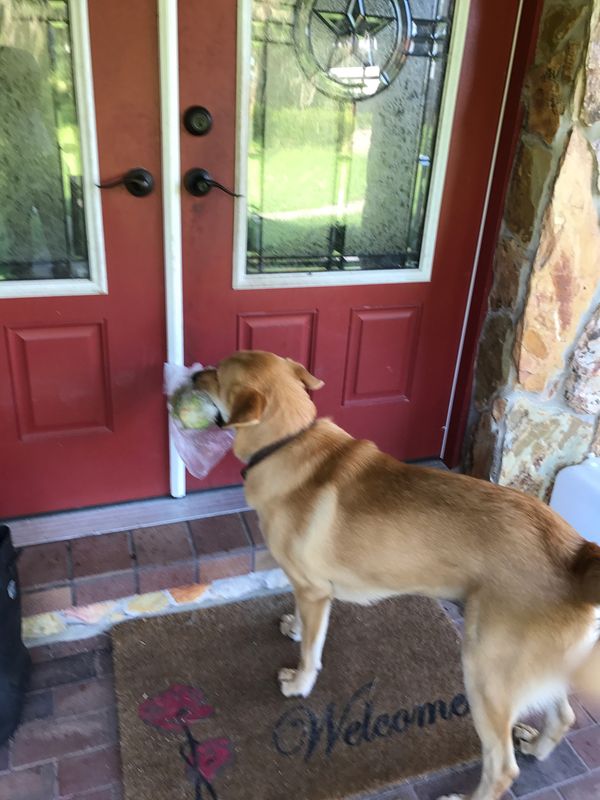 Juneau bringing groceries the house
