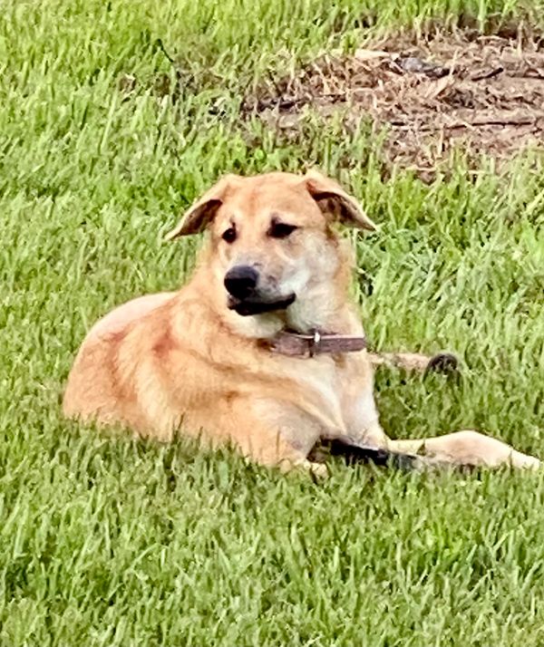 Malina, around 5 months old