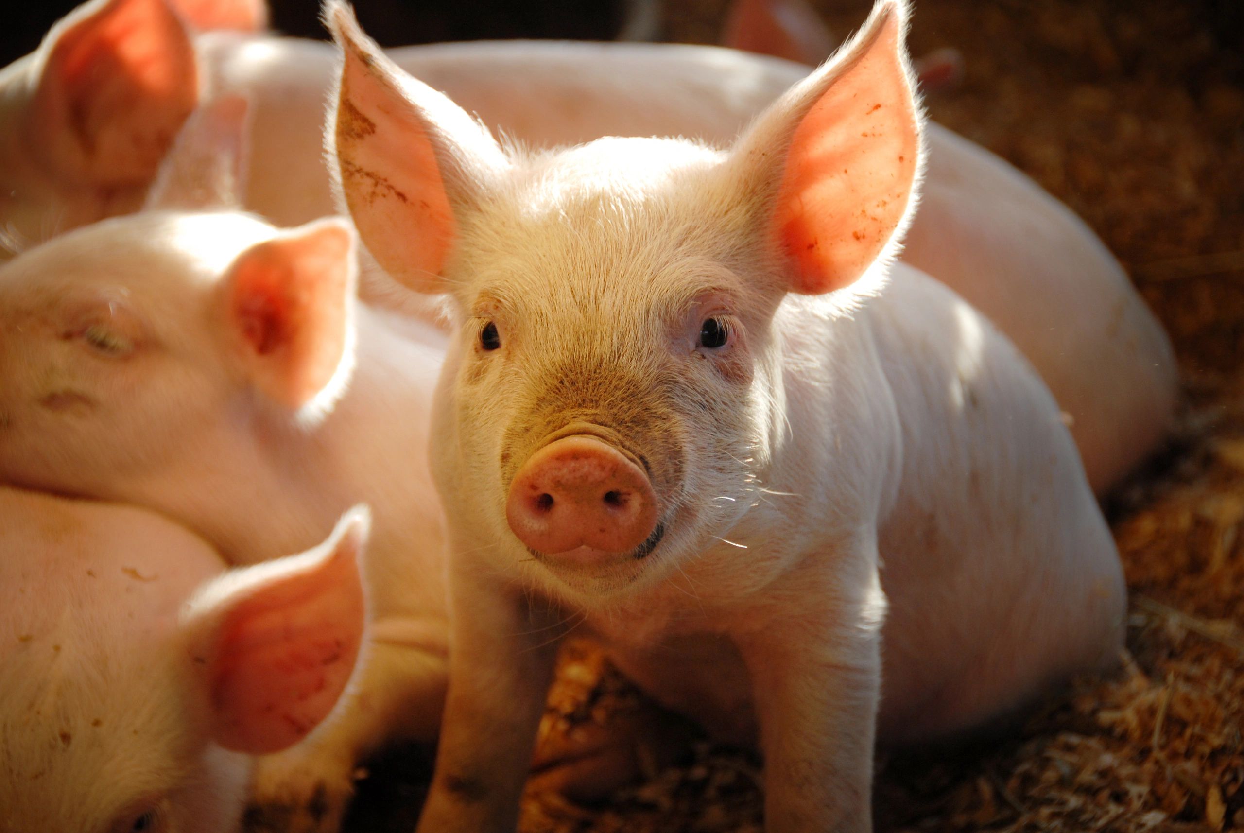 Ian Mosey weaners for b&b pig finishing