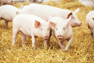 high animal welfare standards and pig production practices