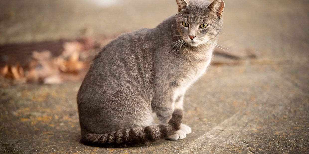 A gray tabby cat sitting on a textured surface with a focused gaze.