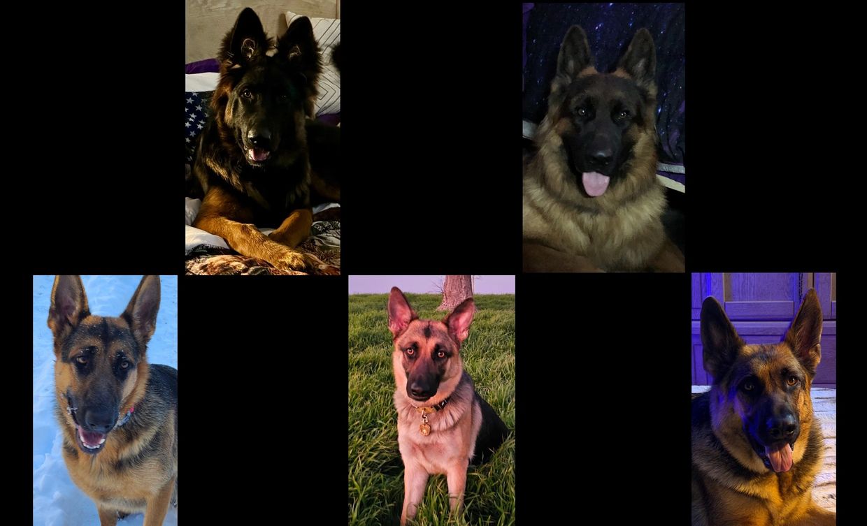 Vidick & Zane
Zena, Athena & Ariel
