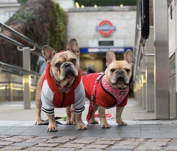 dog trainer london - dog trainer catford - dog trainer bexley - dog trainer bromley - dog trainer