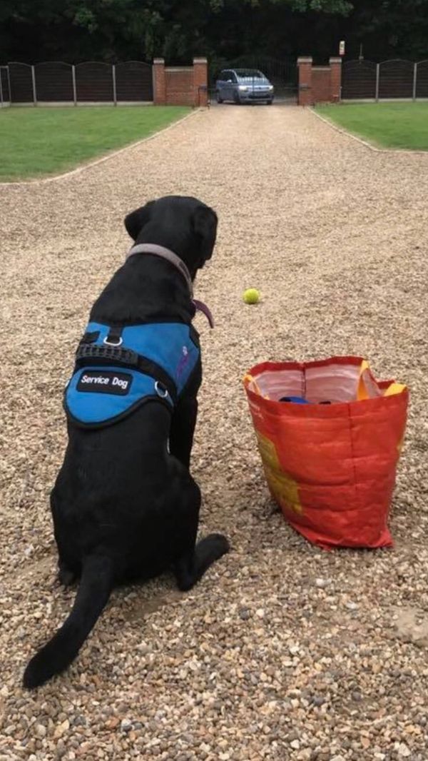 Dog trainer London - Dog training London
- Dog trainer London - Dog training London