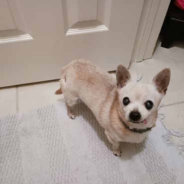 Small dog with light fur and tongue sticking out stands on a bathroom rug.