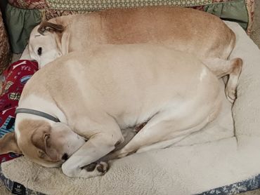 Two large dogs cuddled together on a cozy bed.