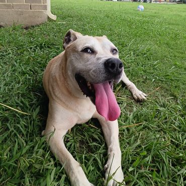 Happy dog lying on grass with tongue out on a sunny day.