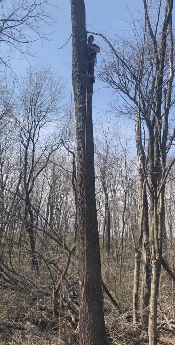 Levi tree climbing up a large walnut tree