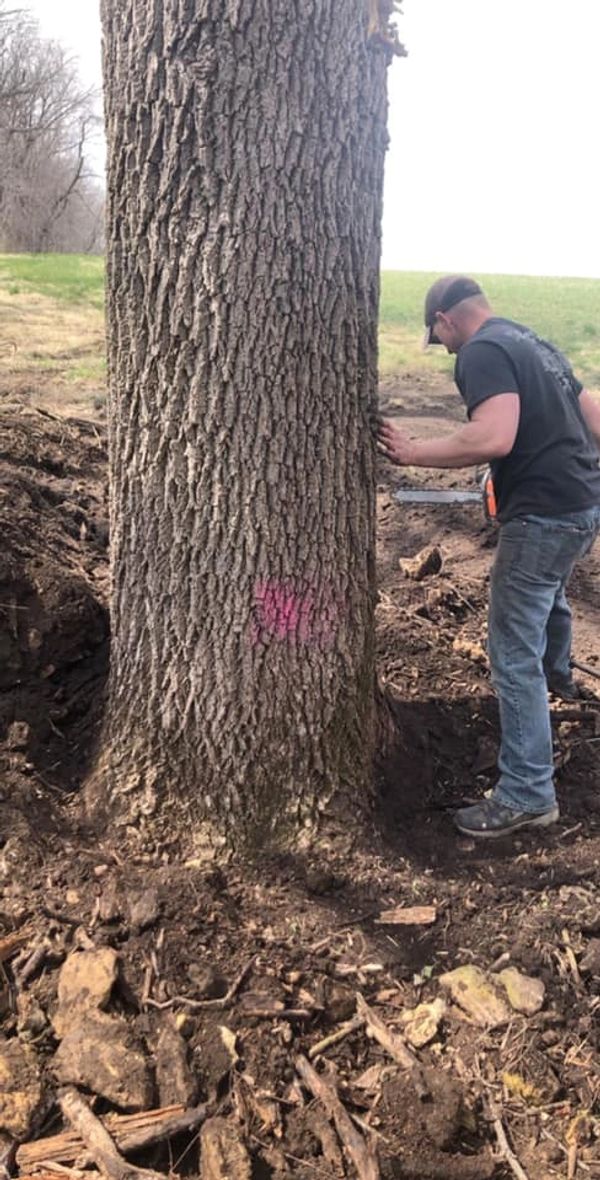 Levi getting ready to remove a large walnut tree on a logging job.