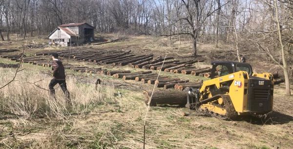 Landing full of walnut logs from a Wisconsin logging job
