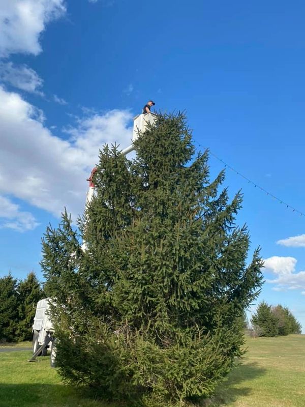 A client asked if we'd help give her a Griswald tree in her yard. She loved it and sent us these!