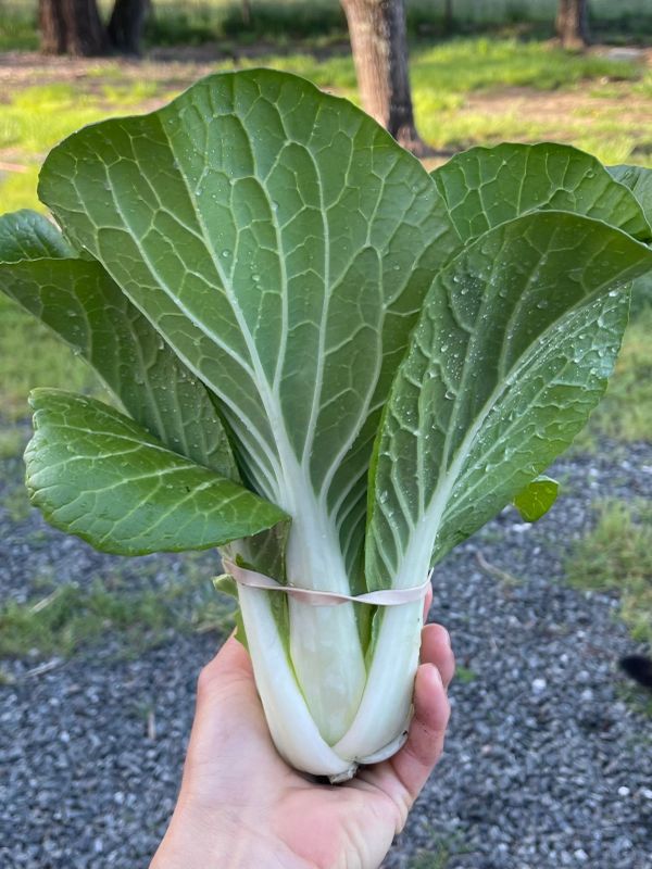 Fresh bok choy held by a hand outdoors.