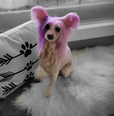 Dog nail trimming near me