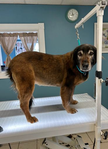 Dog Groomer, Guilford Connecticut