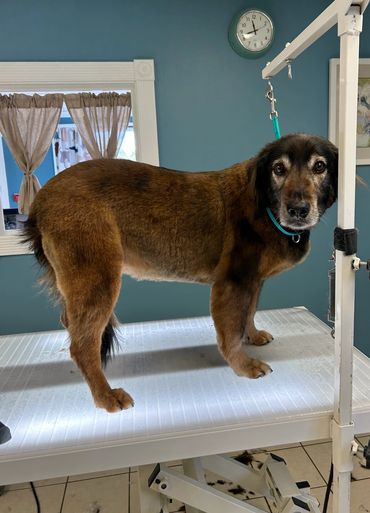 Mobile dog grooming near me