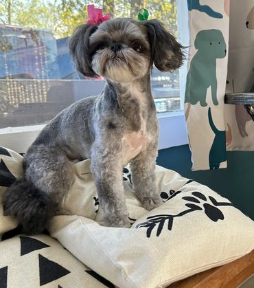 Calm handling pet groomers