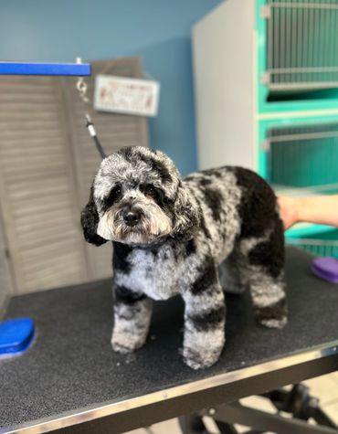 Hypoallergenic gentle grooming for pets with sensitive skin