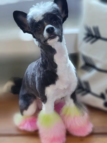 organic dog grooming