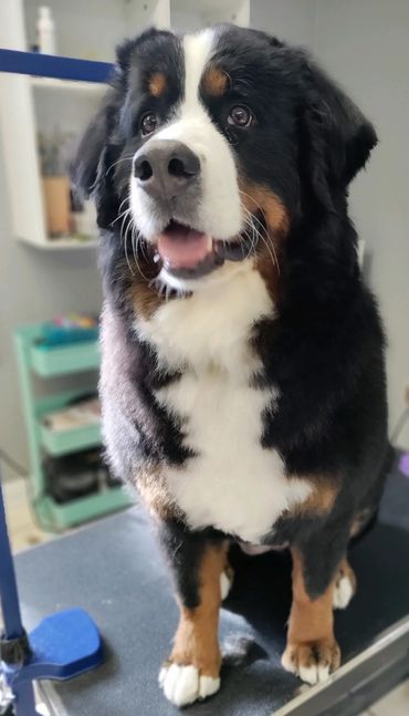 Grooming for anxious dogs