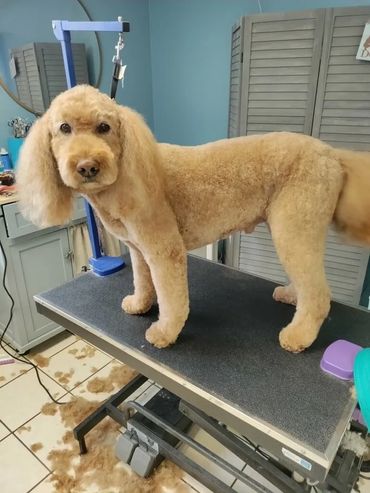 Gentle dog grooming