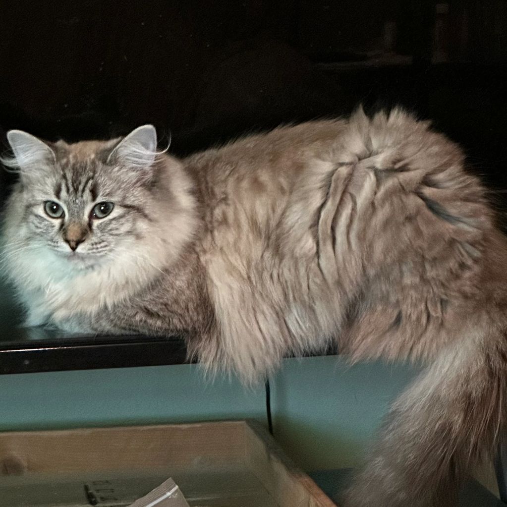 Seal Mink Lynx