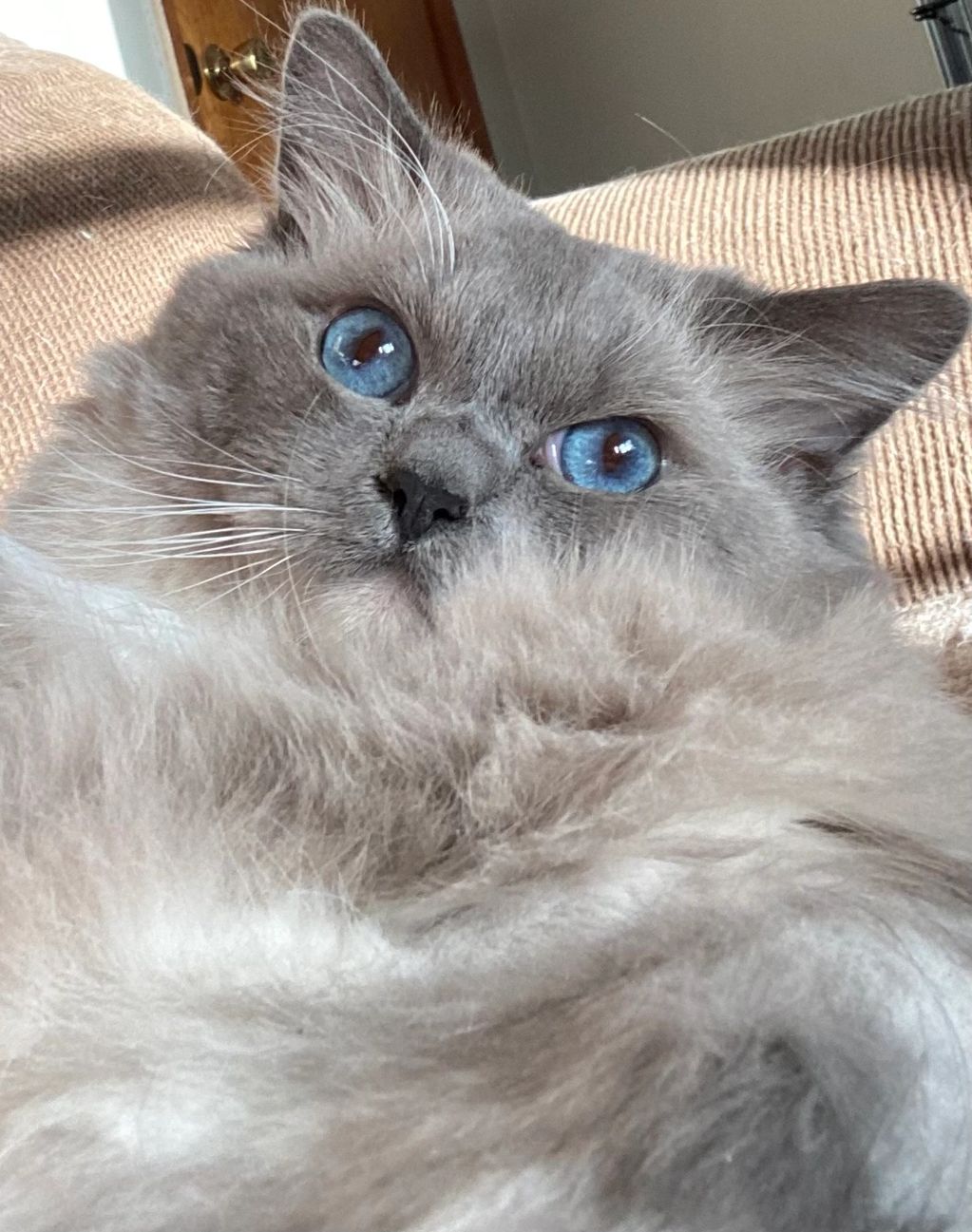 Blue Mitted Traditional Ragdoll