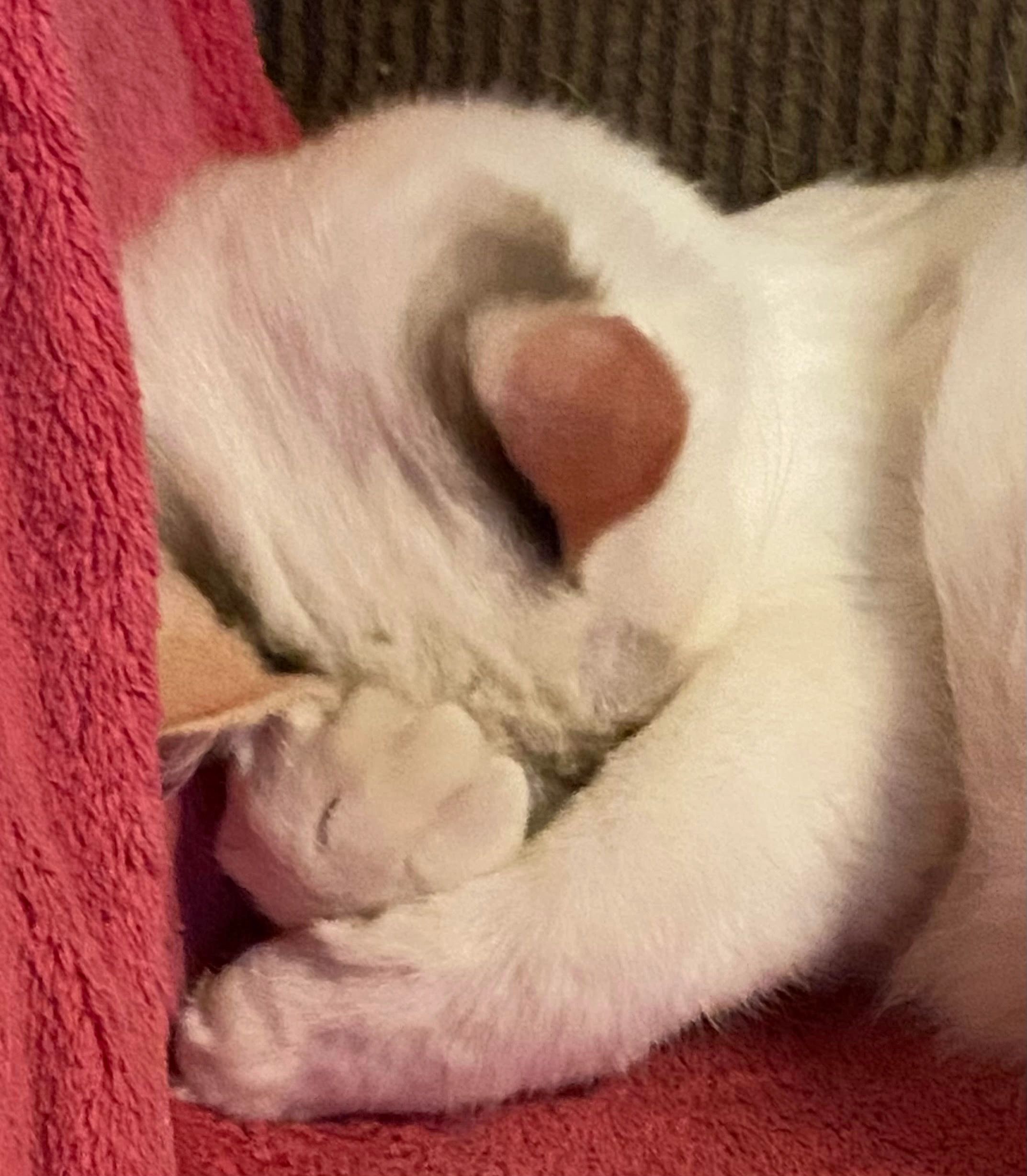 Peach - Bi Color Tortie Ragdoll Cat