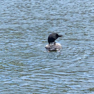 loon in the water in Little Squam lake